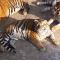 В китайском зоопарке растолстели амурские тигры (6 фото) Однако зоологи забили тревогу